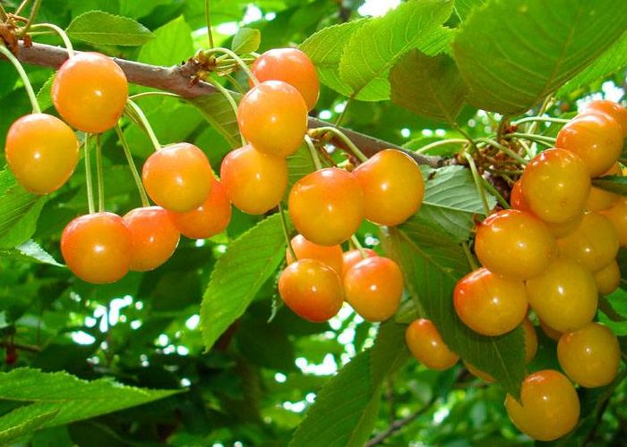 樱桃为什么一次性不能多吃,马上到吃樱桃的季节