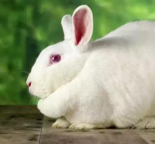 祁连生态獭兔养殖,獭兔养殖视频教学