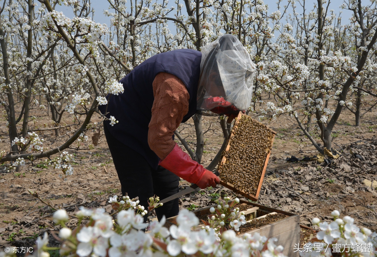 加了白糖的蜂蜜会结晶吗,蜂蜜沉淀的结晶是白糖么