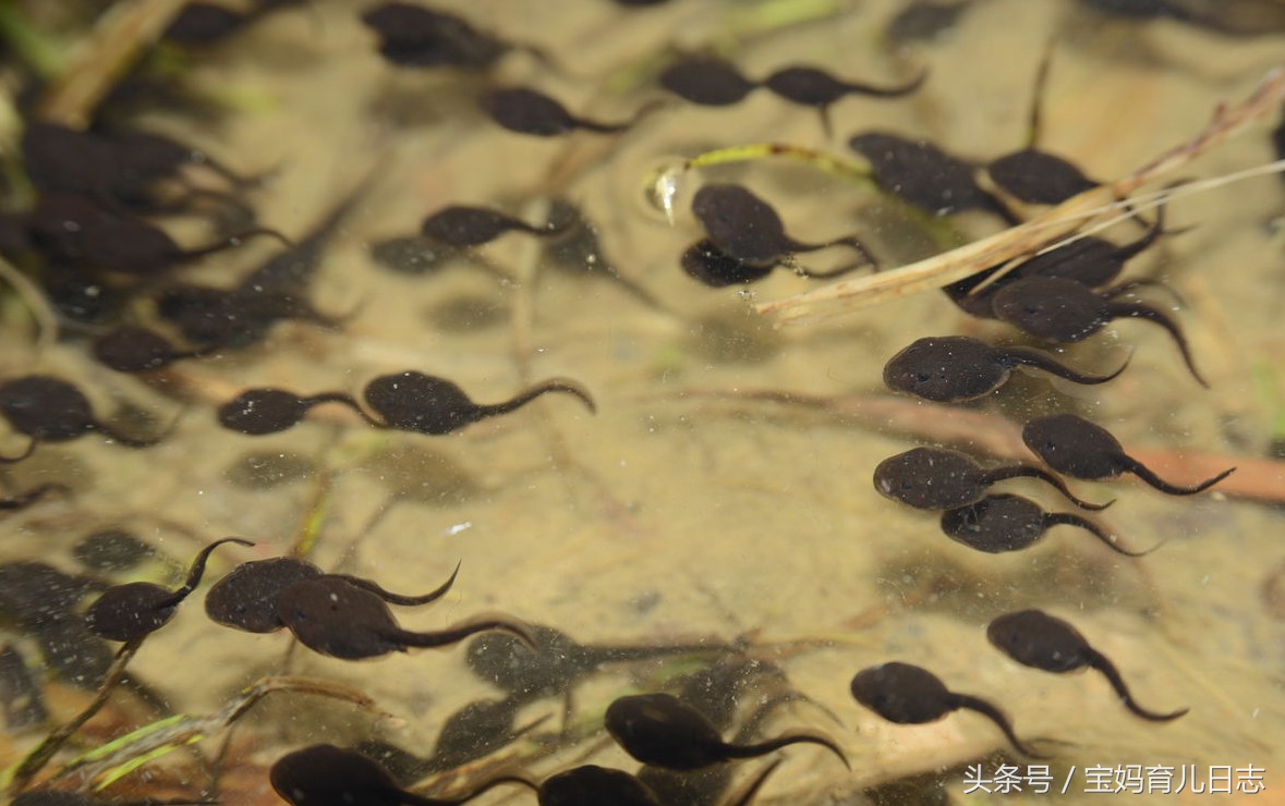 给宝宝喂饭看到震惊的一幕,给宝宝喂饭看到震惊一幕
