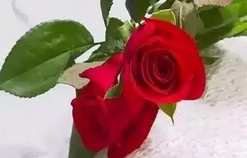 全国56市市花图片,全国56个市的市花