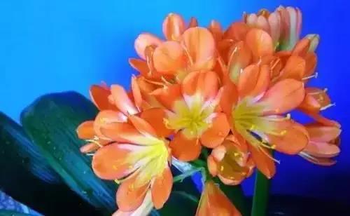 全国56市市花图片,全国56个市的市花