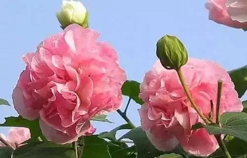 全国56市市花图片,全国56个市的市花