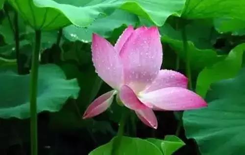 全国56市市花图片,全国56个市的市花