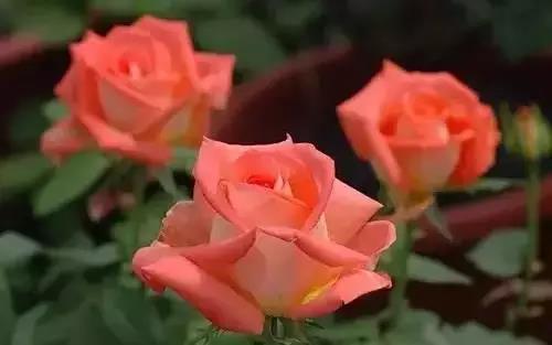 全国56市市花图片,全国56个市的市花