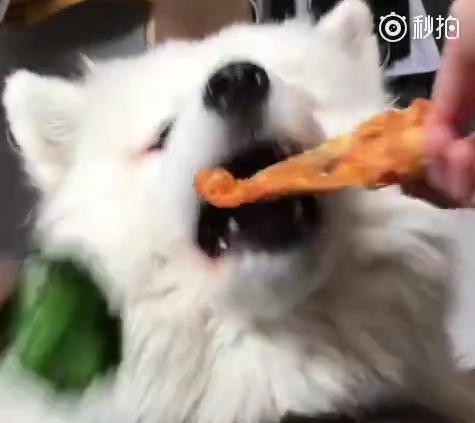 萨摩耶挑食的最佳方法,萨摩老是不吃东西