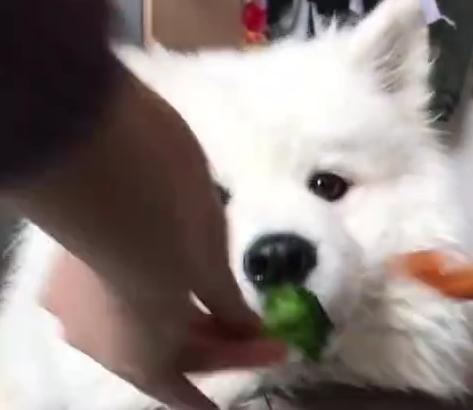 萨摩耶挑食的最佳方法,萨摩老是不吃东西