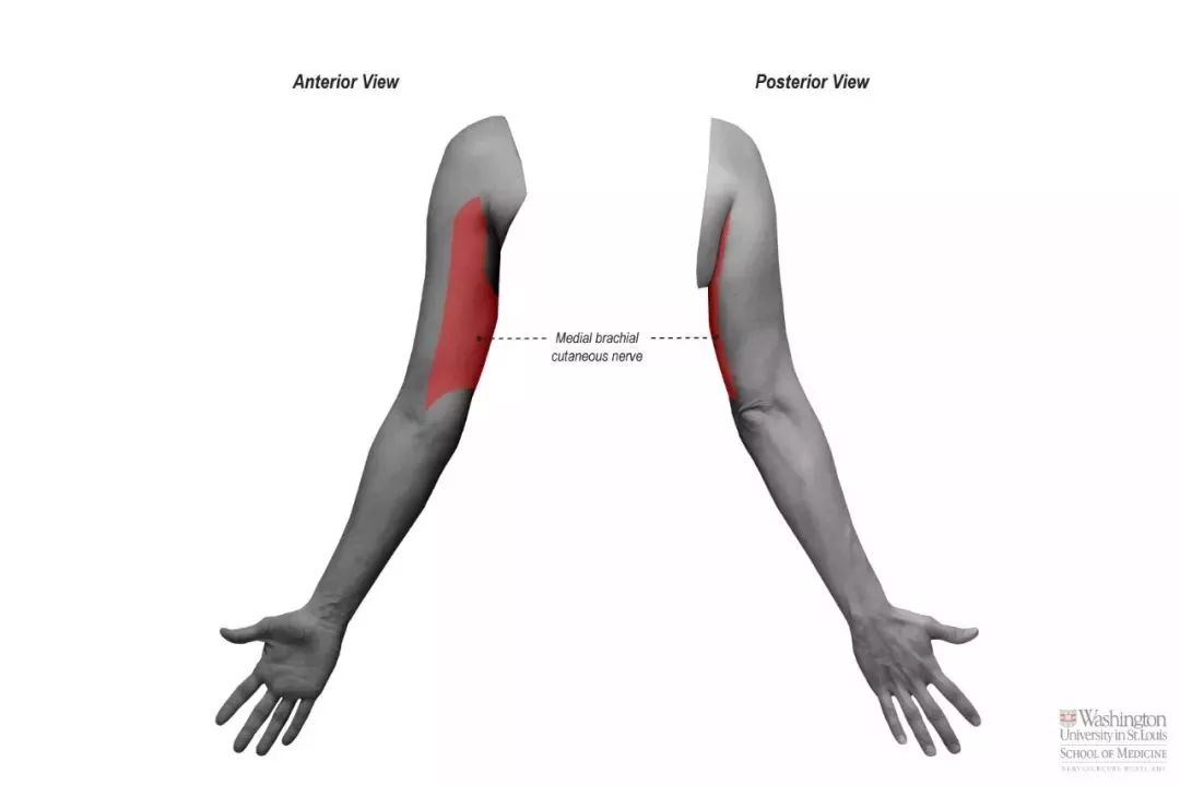 现在还不美白，你是想黑着过完这个夏天吗？v