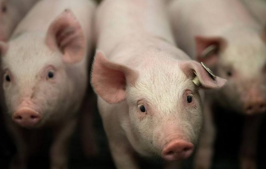 养猪补贴新政策在哪里实行,养猪补贴要满足什么条件