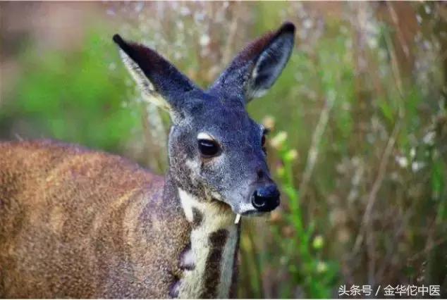 马应龙痔疮膏的作用与功效副作用,马应龙痔疮膏老中医