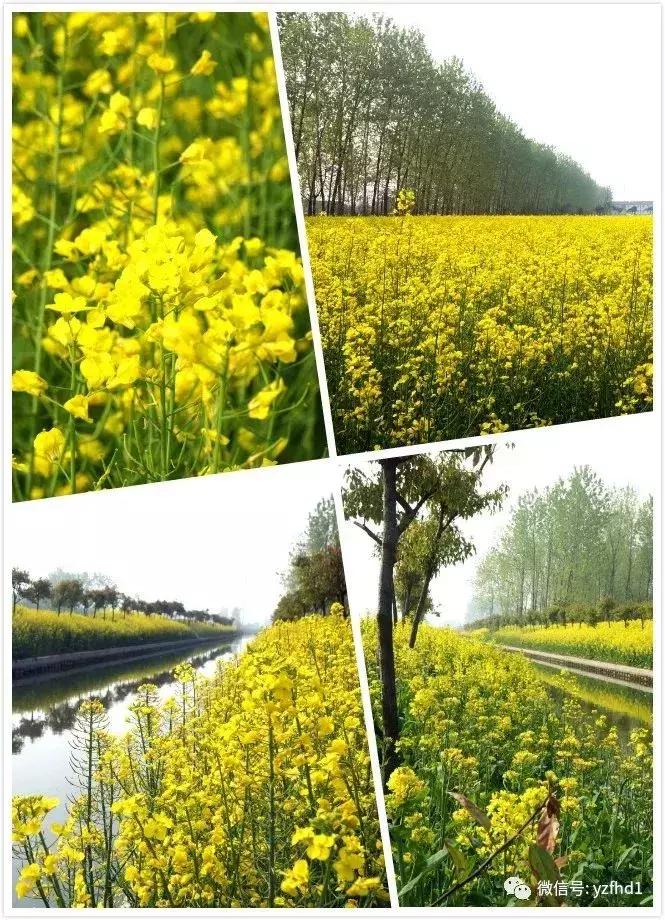 扬州中国风湿地公园,六月的扬州湿地公园