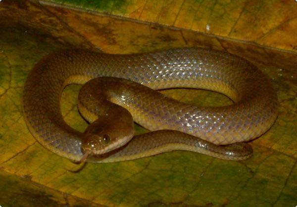 什么药适合驱赶蛇虫鼠蚁,农村怎么防蛇虫鼠蚁进屋