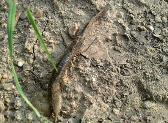 钓鲶鱼技术视频大全,钓野生鲶鱼绝招
