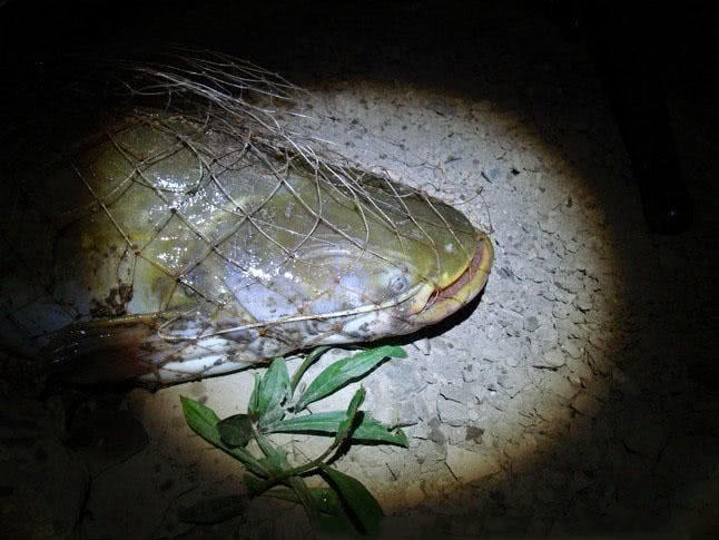 钓鲶鱼技术视频大全,钓野生鲶鱼绝招