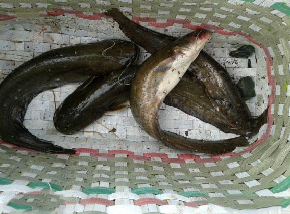 钓鲶鱼技术视频大全,钓野生鲶鱼绝招