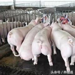 品种~这个猪场成绩好,品种功劳不可少