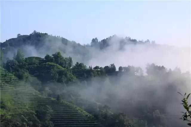 广西九大茶园美爆了