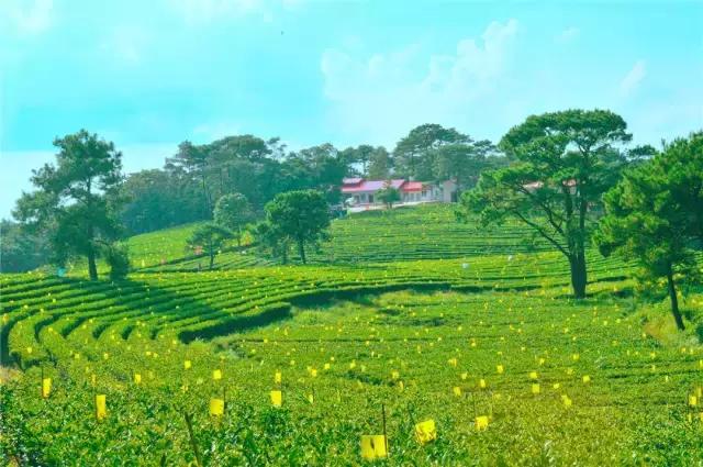 广西九大茶园美爆了