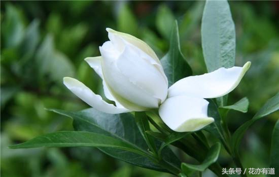 详解栀子花黄叶补救小妙招,栀子花黄叶有没有什么生活妙招