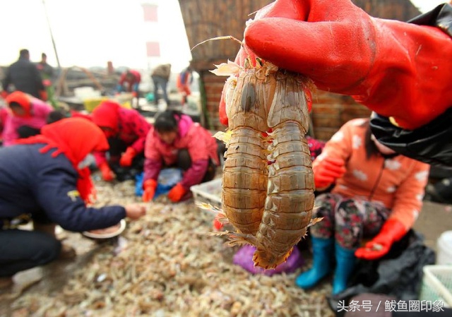 6月渤海湾吃什么海鲜,渤海湾七月吃什么海鲜