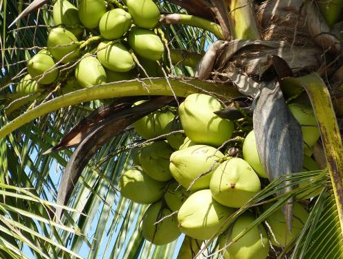 海南四大水果特产排行榜,海南绿色外皮白色果肉超甜的水果