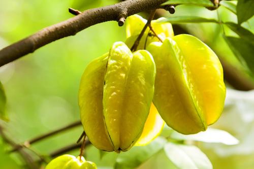 海南四大水果特产排行榜,海南绿色外皮白色果肉超甜的水果