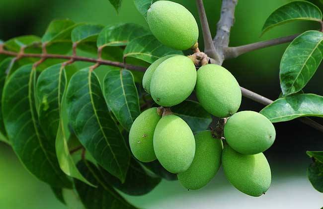 海南四大水果特产排行榜,海南绿色外皮白色果肉超甜的水果