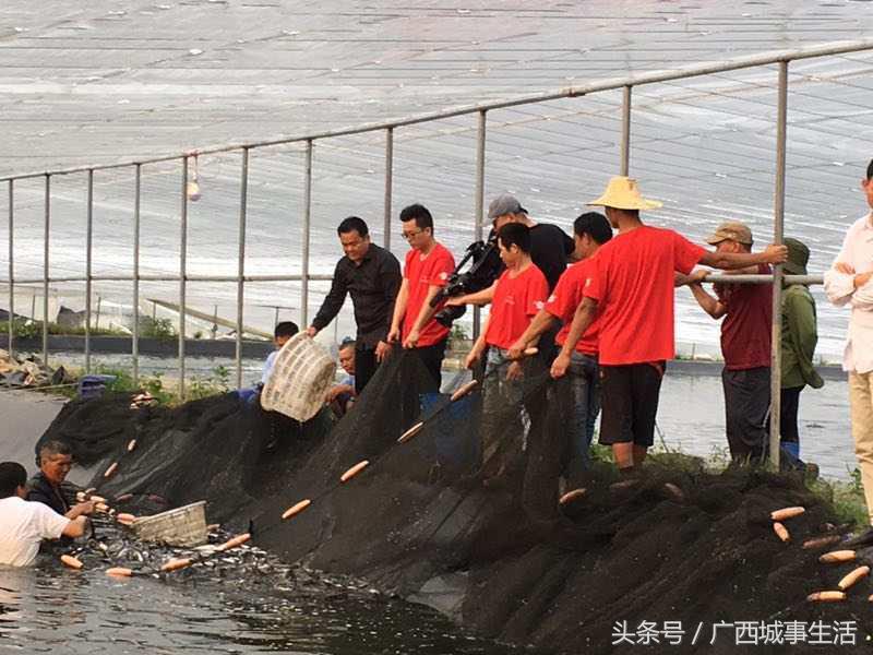中央电视台致富经栏目怎么样,cctv17中央电视台《致富经》