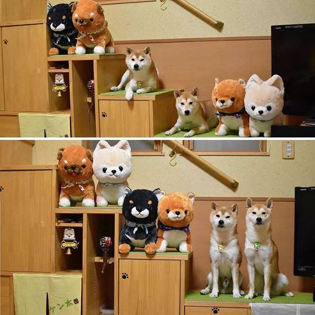 花式秀犬！主人为自家柴犬花重金买玩偶，摆拍秀“朋友圈”