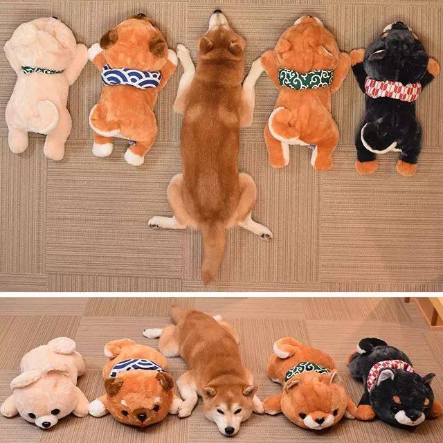 花式秀犬！主人为自家柴犬花重金买玩偶，摆拍秀“朋友圈”