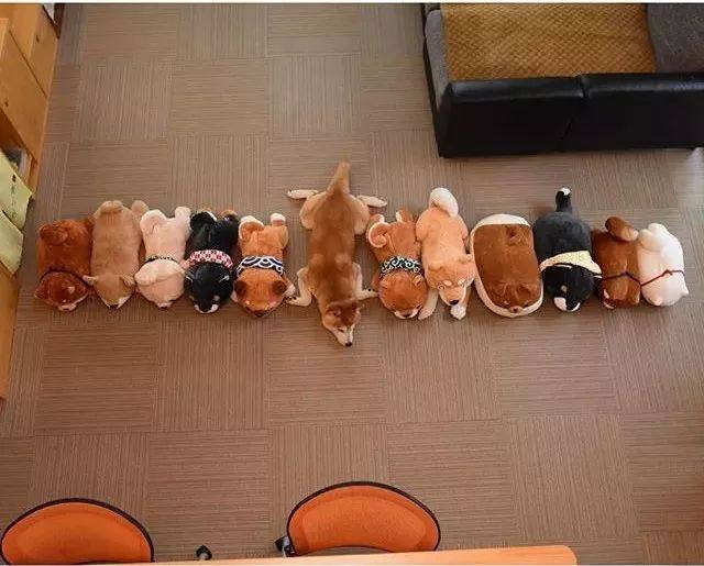 花式秀犬！主人为自家柴犬花重金买玩偶，摆拍秀“朋友圈”