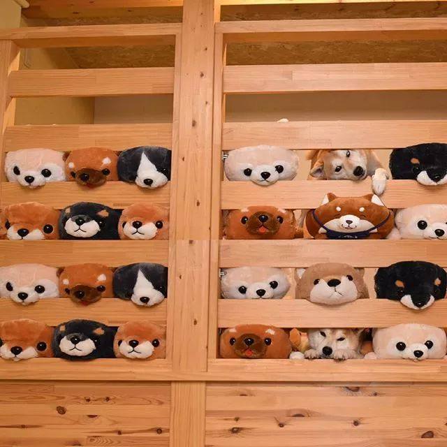 花式秀犬！主人为自家柴犬花重金买玩偶，摆拍秀“朋友圈”