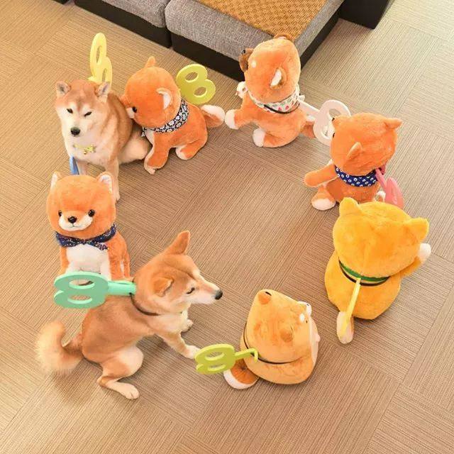 花式秀犬！主人为自家柴犬花重金买玩偶，摆拍秀“朋友圈”