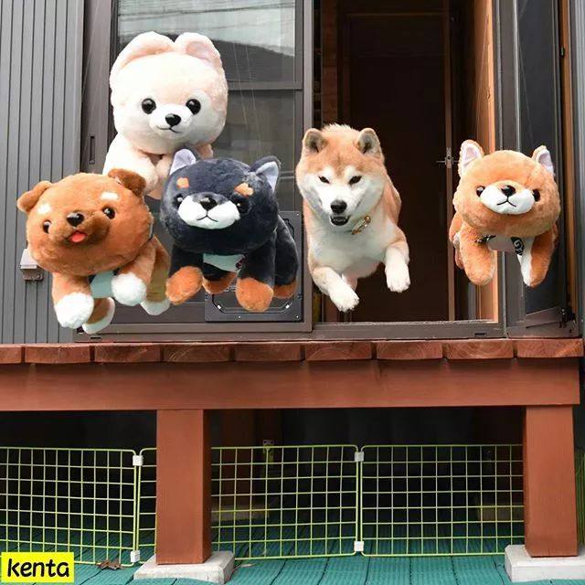 花式秀犬！主人为自家柴犬花重金买玩偶，摆拍秀“朋友圈”