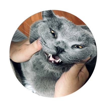 花式秀犬！主人为自家柴犬花重金买玩偶，摆拍秀“朋友圈”