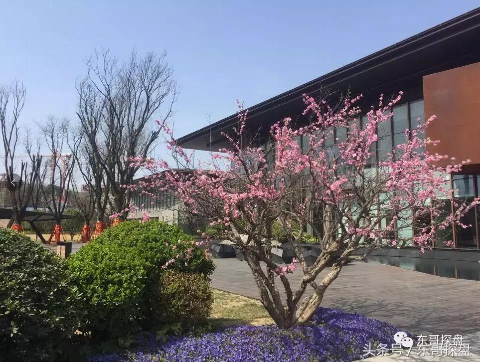 又一神盘诞生,花儿为什么这样红?