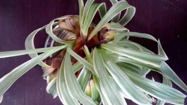 养花烂根枯萎怎么办用什么西药,养花养草烂叶怎么办