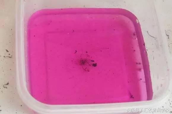 养花烂根枯萎怎么办用什么西药,养花养草烂叶怎么办