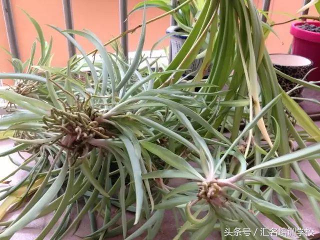 养花烂根枯萎怎么办用什么西药,养花养草烂叶怎么办