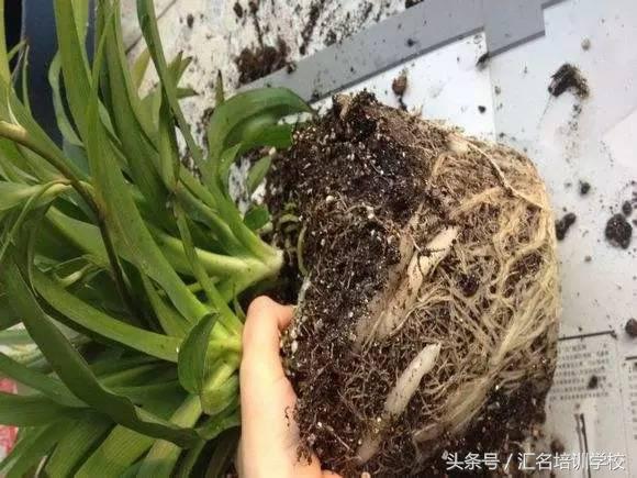 养花烂根枯萎怎么办用什么西药,养花养草烂叶怎么办