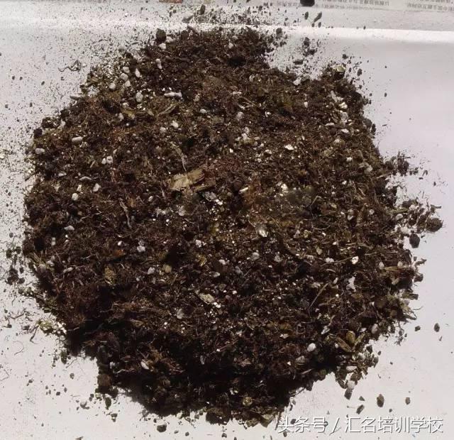 养花烂根枯萎怎么办用什么西药,养花养草烂叶怎么办