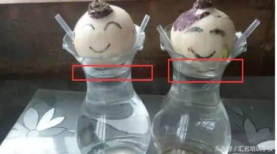 养花烂根枯萎怎么办用什么西药,养花养草烂叶怎么办