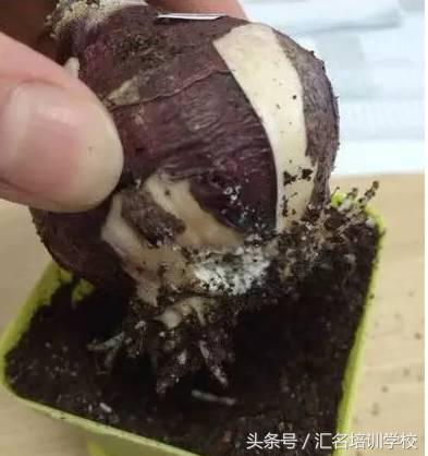 养花烂根枯萎怎么办用什么西药,养花养草烂叶怎么办