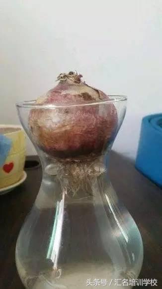 养花烂根枯萎怎么办用什么西药,养花养草烂叶怎么办