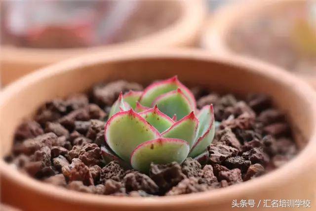 养花烂根枯萎怎么办用什么西药,养花养草烂叶怎么办