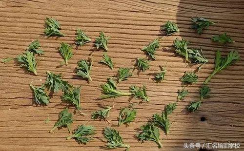 养花烂根枯萎怎么办用什么西药,养花养草烂叶怎么办