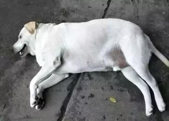 十个拉布拉多,拉布拉多一窝下14个人