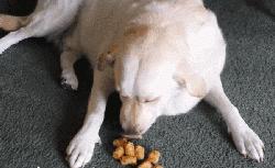 十个拉布拉多,拉布拉多一窝下14个人