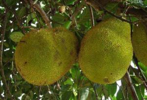 菠萝蜜树苗刚种一个月病虫害防治,菠萝蜜果树小苗正确施肥方法