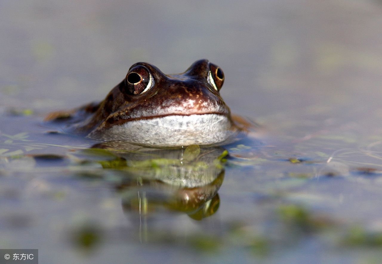 幼童喂活蝌蚪,家长给孩子喂活蝌蚪